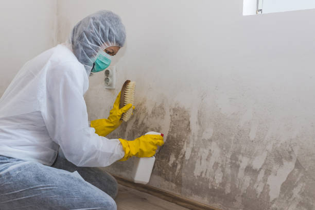 Best Mold Damage Restoration  in Kerens, TX